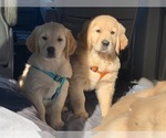 Small Photo #1 Golden Retriever Puppy For Sale in MERCED, CA, USA