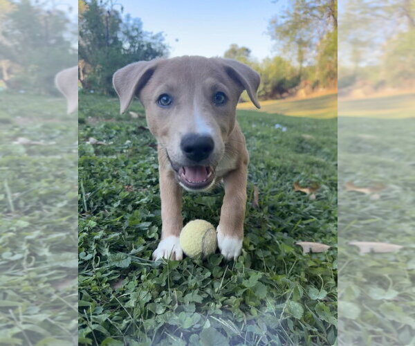 Medium Photo #4 Mutt Puppy For Sale in Candler, NC, USA