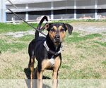 Small #15 Black and Tan Coonhound Mix