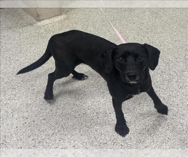 Medium Photo #1 Labrador Retriever-Unknown Mix Puppy For Sale in Conroe, TX, USA