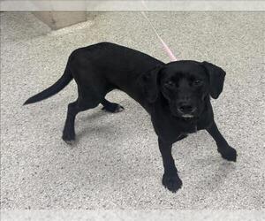 Labrador Retriever-Unknown Mix Dogs for adoption in Conroe, TX, USA