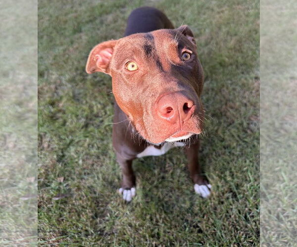 Medium Photo #5 American Pit Bull Terrier-Labrador Retriever Mix Puppy For Sale in Princeton, MN, USA