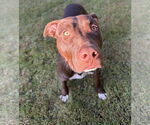 Small #4 American Pit Bull Terrier-Labrador Retriever Mix