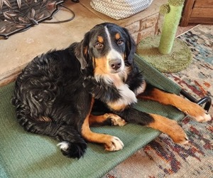 Bernese Mountain Dog Puppy for sale in OLATHE, KS, USA