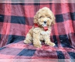 Small #1 Cockapoo (Miniature)