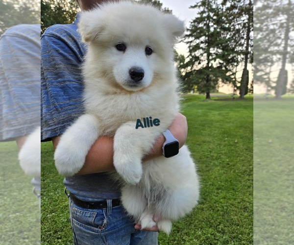Medium Photo #3 Samoyed Puppy For Sale in UNITY, WI, USA