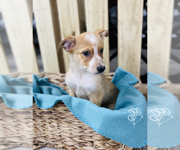 Medium Photo #4 Texas Heeler Puppy For Sale in CINCINNATI, OH, USA