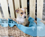 Small Photo #4 Texas Heeler Puppy For Sale in CINCINNATI, OH, USA