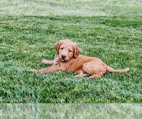 Medium Photo #3 Double Doodle Puppy For Sale in VALDESE, NC, USA