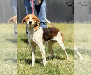 Mutt Dogs for adoption in Glen Allen, VA, USA