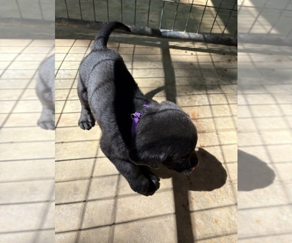 Medium Photo #15 Labrador Retriever Puppy For Sale in ROCKMART, GA, USA