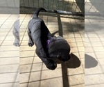 Small #14 Labrador Retriever