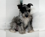 Small Photo #1 Schnauzer (Miniature) Puppy For Sale in CINCINNATI, OH, USA