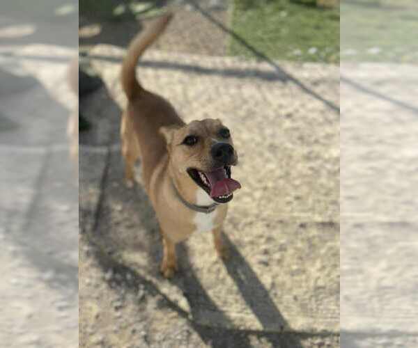 Medium Photo #3 Mutt Puppy For Sale in Evansville, IN, USA