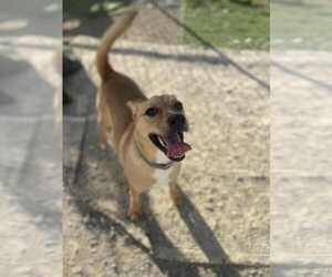 Orton - Male Mutt Dog for Adoption - Photo #3