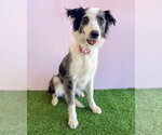 Small Border Collie Mix