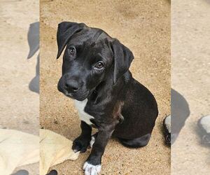 Mutt Dogs for adoption in Sterling, MA, USA