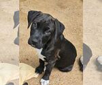 Small Mutt