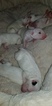 Small Photo #18 Bull Terrier Puppy For Sale in JACKSON, MI, USA