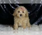 Small Photo #55 Maltipoo (Miniature) Puppy For Sale in WARSAW, IN, USA