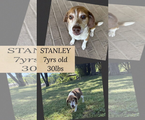 Medium Photo #1 Beagle-Unknown Mix Puppy For Sale in Woodbury, NY, USA