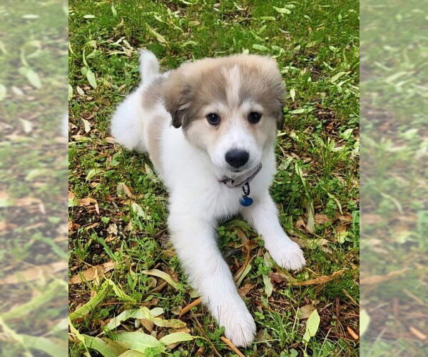Medium Photo #3 Great Pyrenees-Unknown Mix Puppy For Sale in Plymouth, MN, USA