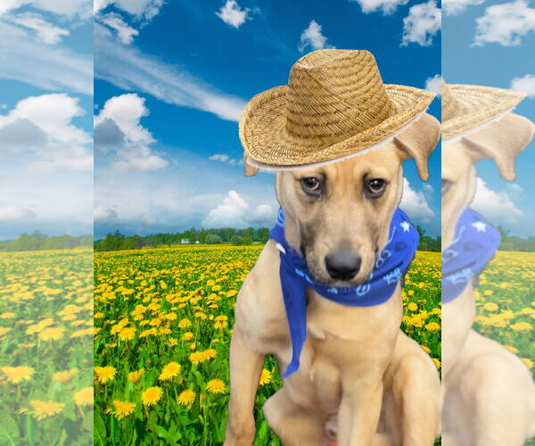 Medium Photo #2 Labrador Retriever-Unknown Mix Puppy For Sale in Mt. Laurel, NJ, USA