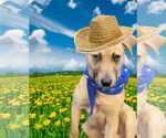 Small #1 Labrador Retriever Mix