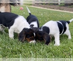 Small Photo #7 Beagle Puppy For Sale in NEW VIENNA, IA, USA