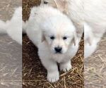 Small Photo #15 English Cream Golden Retriever Puppy For Sale in NEWVILLE, PA, USA