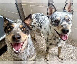 Mutt Dogs for adoption in Pueblo, CO, USA