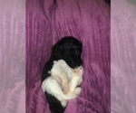 Small Photo #14 Poodle (Standard) Puppy For Sale in LEXINGTON, SC, USA