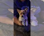Puppy Dasher Pembroke Welsh Corgi