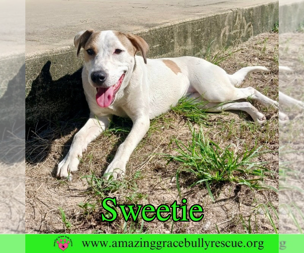 Medium Photo #4 Mutt Puppy For Sale in Pensacola, FL, USA
