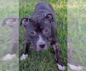 Mutt Dogs for adoption in Akron, OH, USA