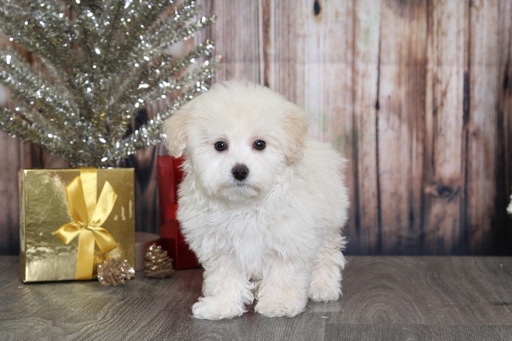 View Ad: Maltipoo Puppy for Sale near Maryland, BEL AIR ...