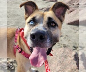 Akita-Unknown Mix Dogs for adoption in Galveston, TX, USA