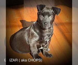 Mutt Dogs for adoption in pomfret, CT, USA