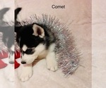Small Photo #36 Siberian Husky Puppy For Sale in WASHBURN, WI, USA