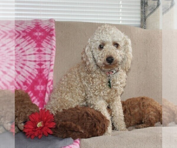Medium Photo #1 Goldendoodle-Poodle (Miniature) Mix Puppy For Sale in AIRVILLE, PA, USA
