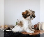 Small #1 Shih Tzu