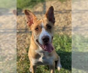 Siberian Husky-Unknown Mix Dogs for adoption in Forestville, MD, USA