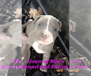 American Pit Bull Terrier Puppy for sale in DELAWARE, OH, USA
