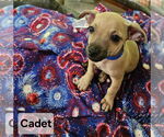 Small #2 Chiweenie