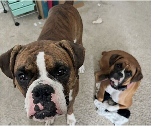 Medium Photo #3 Boxer Puppy For Sale in Austin, TX, USA