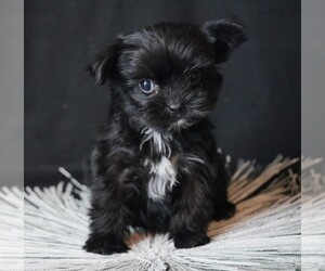 Morkie Puppy for sale in ROCK VALLEY, IA, USA