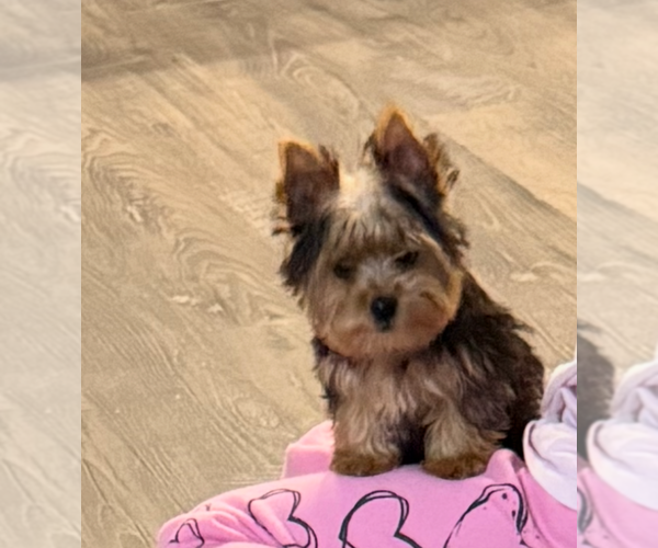 Medium Photo #2 Yorkshire Terrier Puppy For Sale in LUGOFF, SC, USA