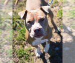Small Photo #3 Mutt Puppy For Sale in Glen Allen, VA, USA