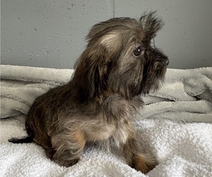Shorkie Tzu Puppy for sale in CENTER HILL, FL, USA