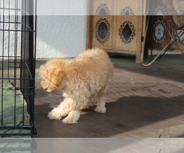 Medium Photo #8 Goldendoodle Puppy For Sale in HARTFORD, CT, USA